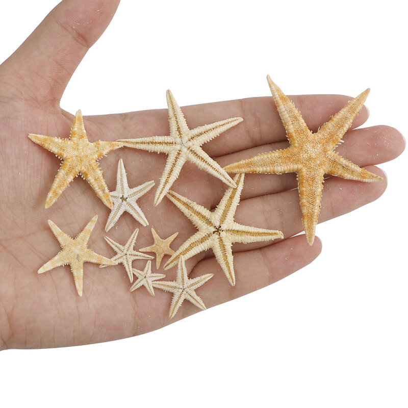 1 Box Natural Starfish Seashell Beach Craft Natural Sea Stars DIY Beach Wedding Decoration Crafts Home Decor Epoxy 1-5cm