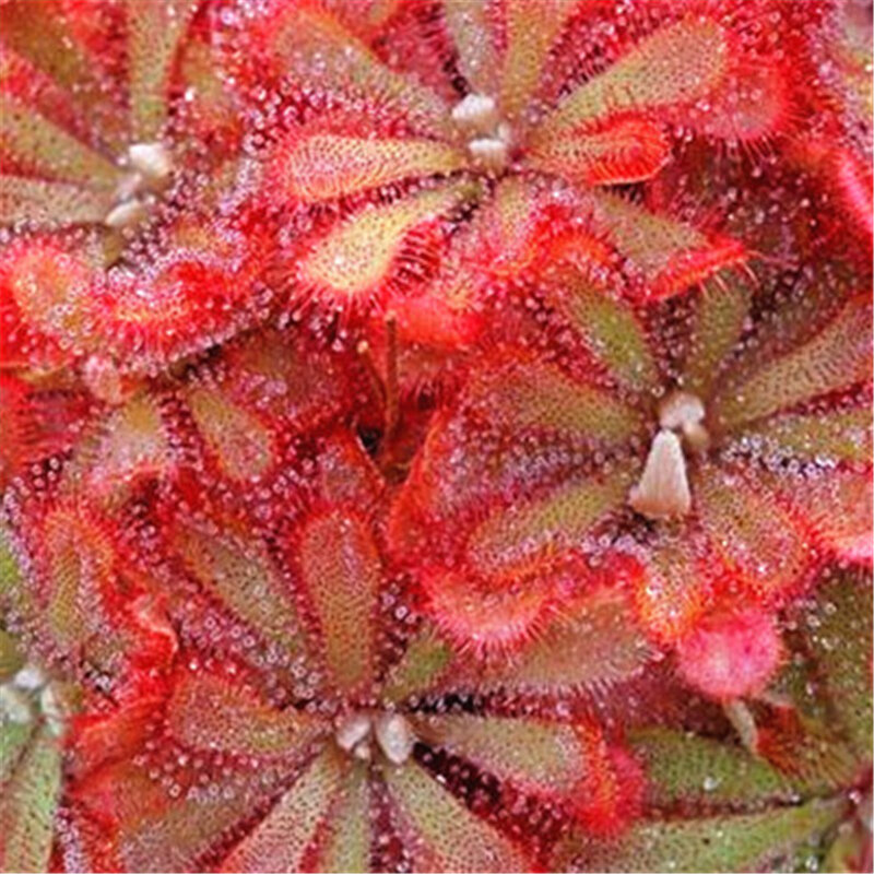 200Pcs Succulent พืชหายาก Dandelion Seeds สวนห้องน้ำที่มีสีสัน Nepenthes ดอกไม้ไม้เฟอร์นิเจอร์ GB-X