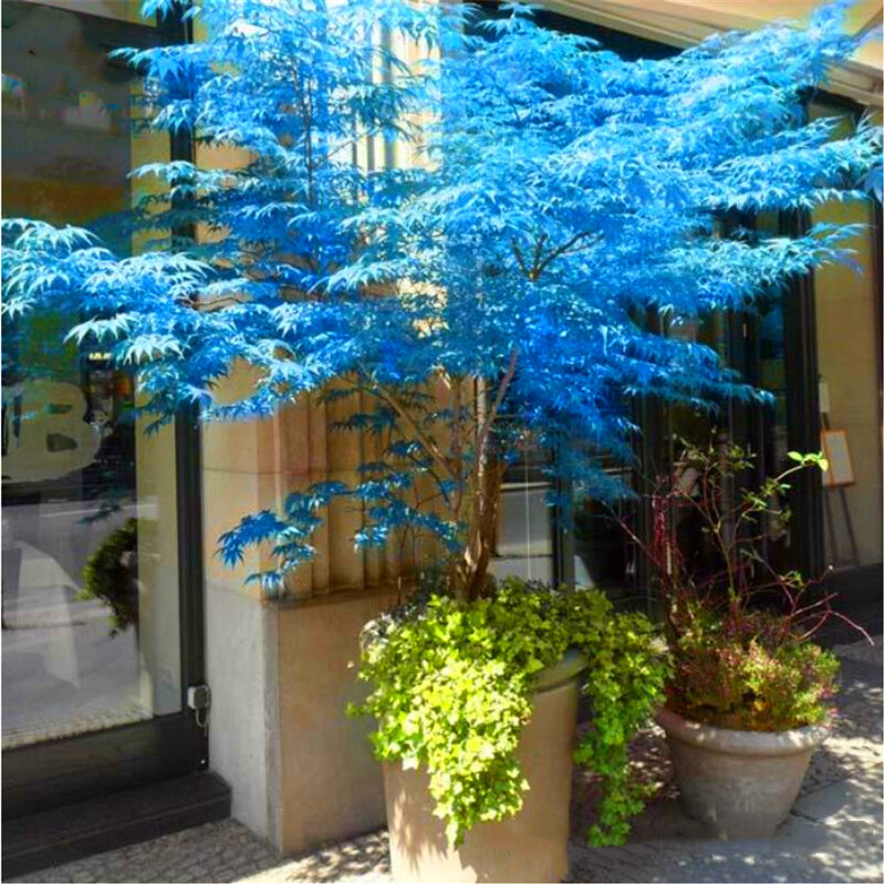 30 szt. drzewko Bonsai nasiona drzewa klonowego ogród czerwony niebieski dezynfekcja MPD5