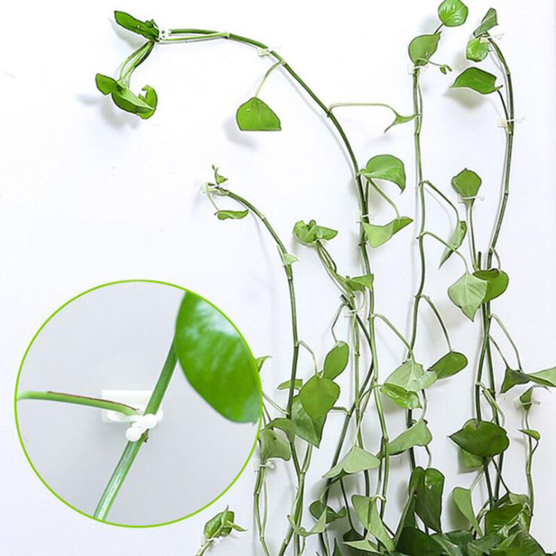 Clip Invisible de pared para plantas trepadoras, soporte de gancho adhesivo para plantas, soporte de vid, 20 piezas