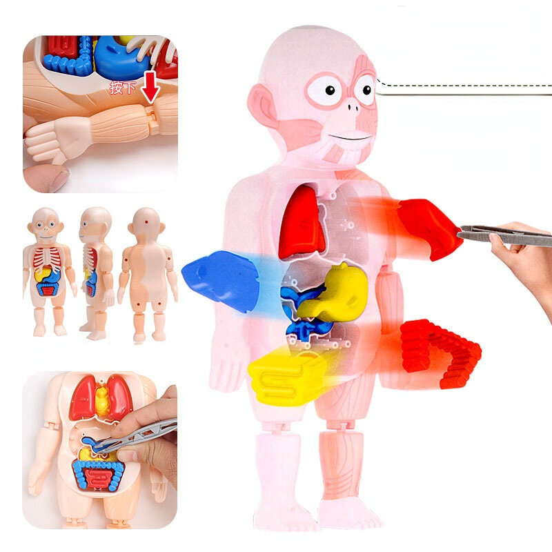 Criança montessori corpo humano anatomia modelo de aprendizagem educacional órgão montado brinquedo corpo órgão ferramenta de ensino para crianças órgão jigsaw