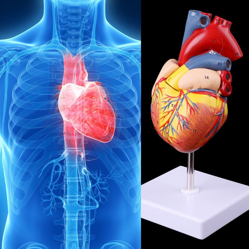 نموذج قلب بشري مفكك ، أداة تدريس ، تشريح ، هيكل قلب بشري لتدريس القلب الطبي