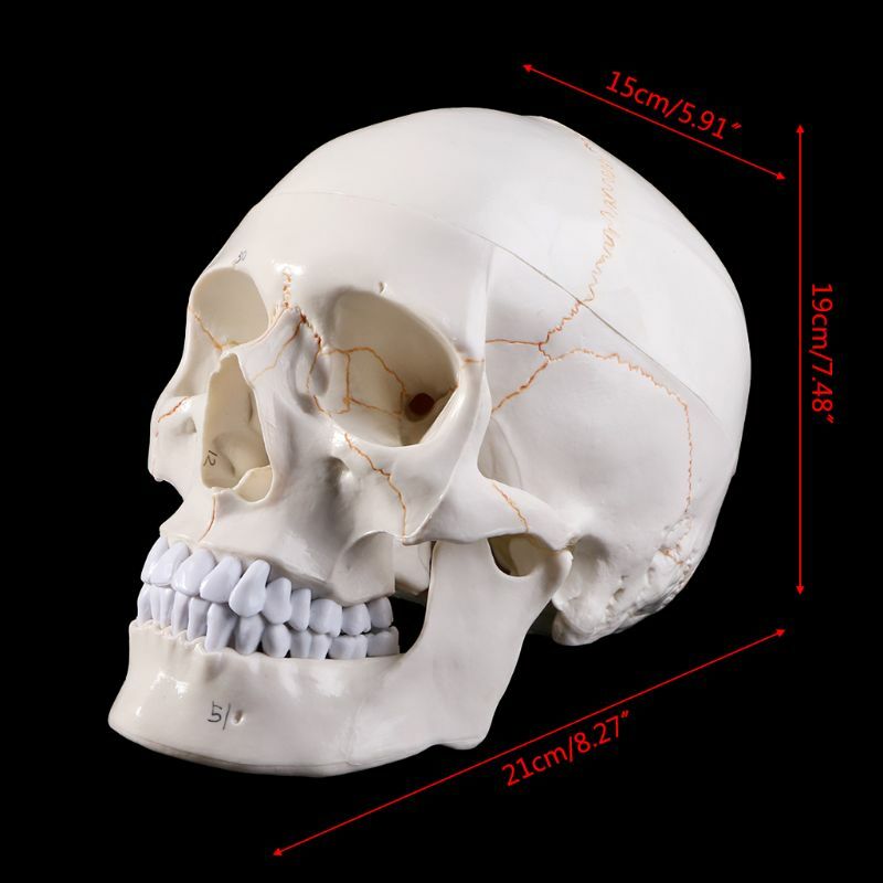 A Grandezza Naturale Modello di Cranio Umano Anatomia Anatomico Modello di Insegnamento Medico Capo di Scheletro Studiare Forniture per L'insegnamento