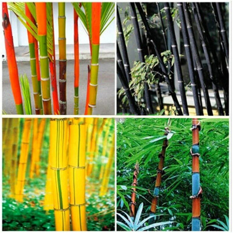 30Pcs Seltene Riesen Moso Bambus Samen Blume Bad Schrank Natur Hause Bambusa Lako Baum Möbel B6H-8