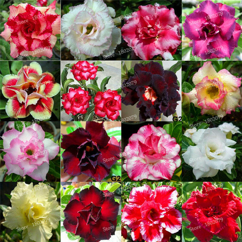5 Pcs Adenium Obesum 꽃, 이중 꽃잎 사막 장미 꽃 씨앗, 100 종류 혼합 분재 다년생 식물 Basthroom 캐비닛