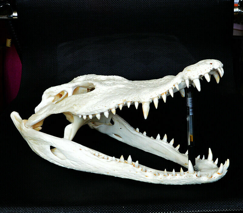 1 pièces véritable Animal crâne amphibien ramper taxidermie 8-16 "pouce (de la ferme)