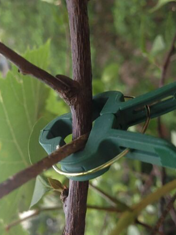20 Pcs Dukungan Tanaman Kelambu Taman Tanaman Penopang Tanaman Merambat Anggur Klip Pengikat Sayuran Bunga Diikat Gesper Clamp Rumah Kaca Bracket