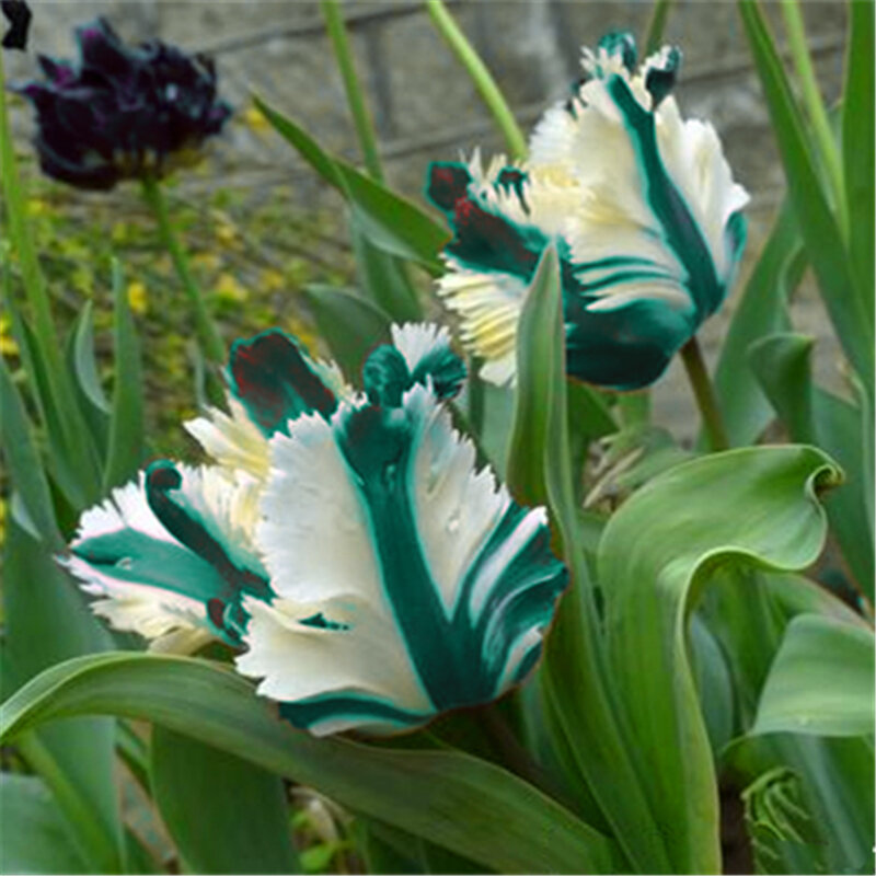 1Pcs Rare Colorful Parrot Tulips Seeds Bulbs Garden Nature Plants Home Dutch Perfume Tulips Flower Wood Bathroom Cabinet XY2-T