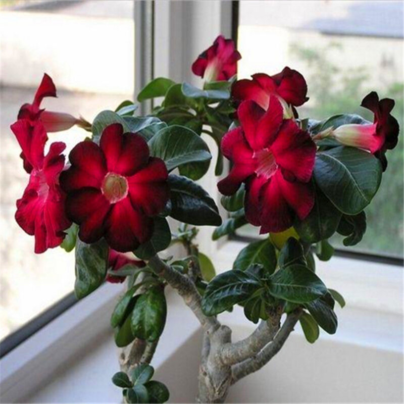 3Pcs Adenium Obesum เมล็ดสวนธรรมชาติ Desert Rose พืชบ้าน Rose Rose ดอกไม้ไม้ห้องน้ำ B2G-A