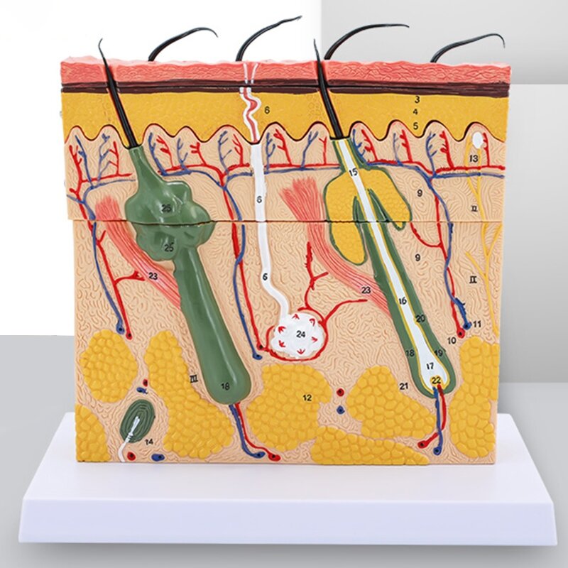 N7MA Premium Skin Model 70X Vergrote Skin Anatomisch Model Voor Biologie Onderwijs
