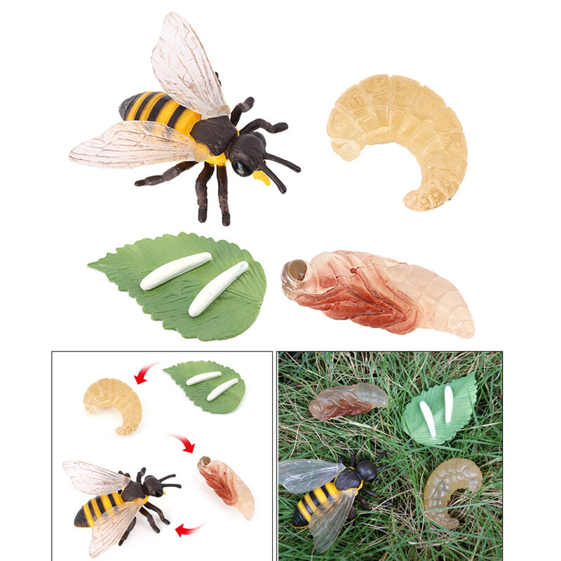 Cycle de croissance des insectes en plastique, jouets biologiques pour l'école maternelle, jeux de rôle