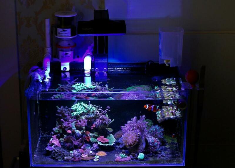 Lo más nuevo noopsiquia K7 Pro II marino arrecife de coral de Luz LED Lámpara del Acuario Sps Lps Fot