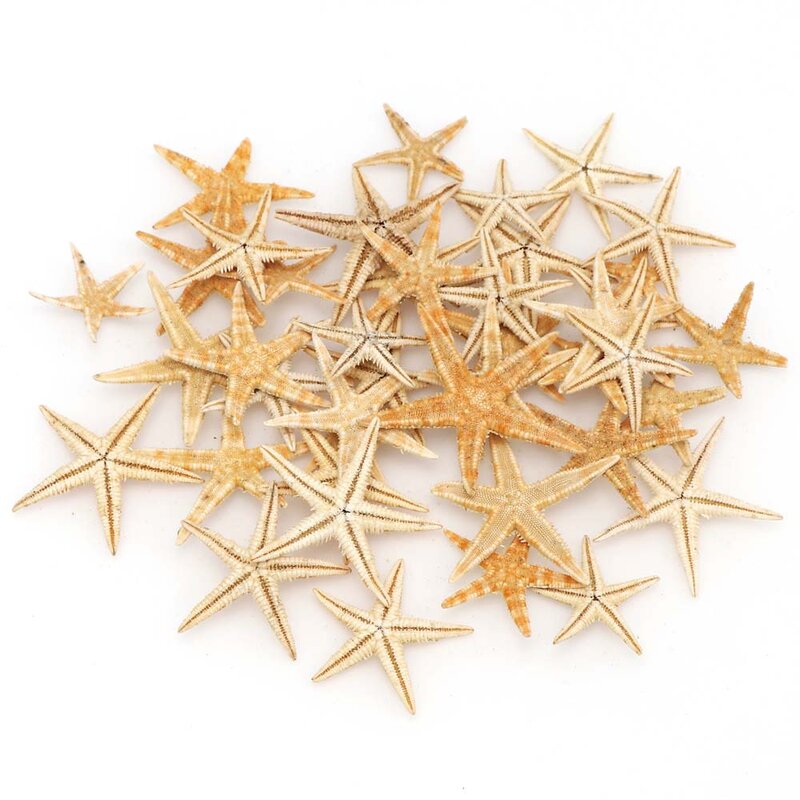 1 boîte de coquillages d'étoiles de mer naturelles 1-5cm, bricolage de décoration de mariage de plage, artisanat de décoration de maison en époxy