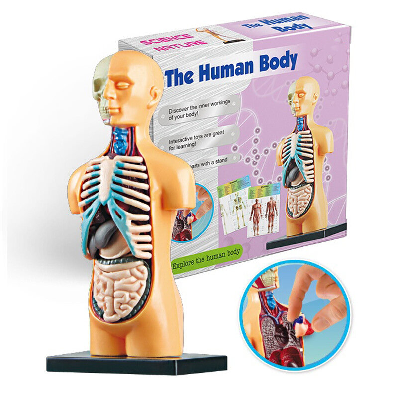 Niños Montessori cuerpo humano anatomía modelo órgano juguete