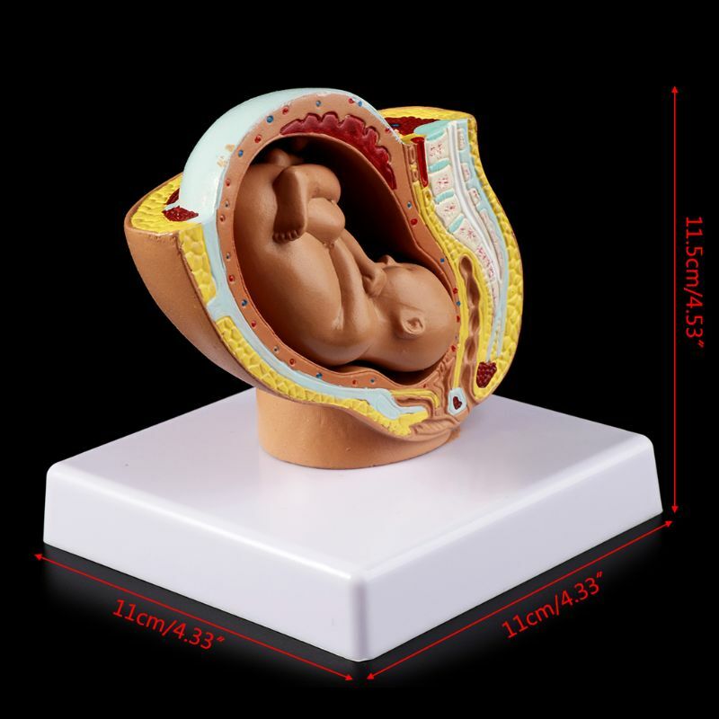 9th شهر الطفل الجنين الجنين الحمل الحمل البشري تطور الجنين نموذج طبي