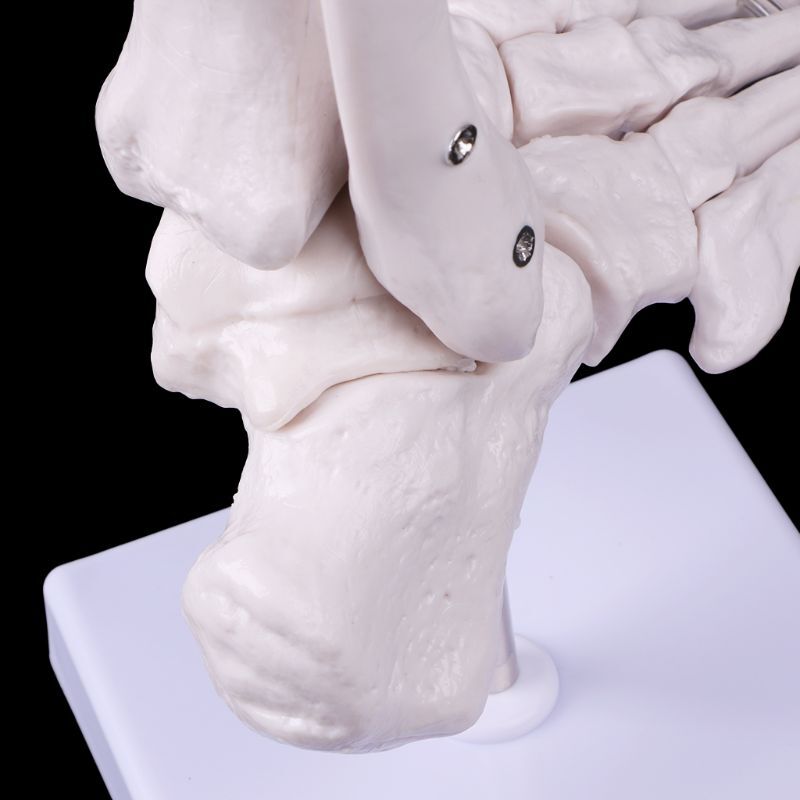 H4ga, tamanho real, pé, tornozelo, articulação anatômica, esqueleto, modelo de exibição, ferramenta de estudo