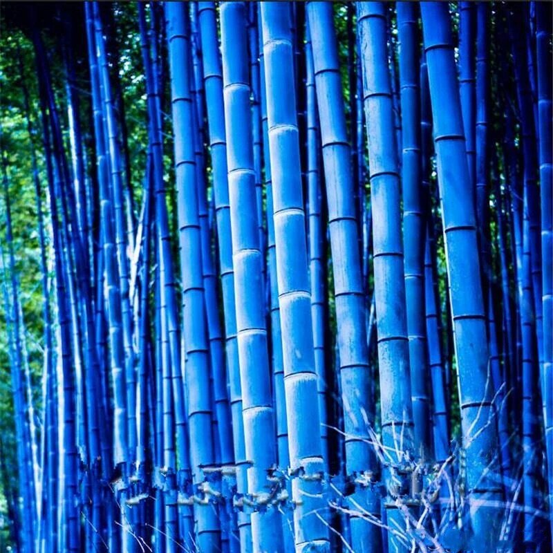 Bambusa-mascarilla facial de bambú para el hogar, 30 Uds., semillas de bambú poco común, plantas naturales de jardín, árbol, esencia, TJZ-61