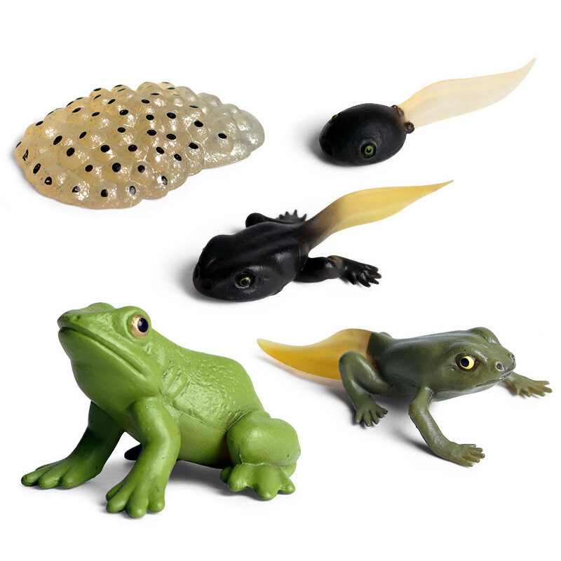 Simulation Animal Insects Marine Life Model Action Mini Frog Turtle Butterfly Growth Cycle Animal PVC Movable Doll Kids Gift Toy