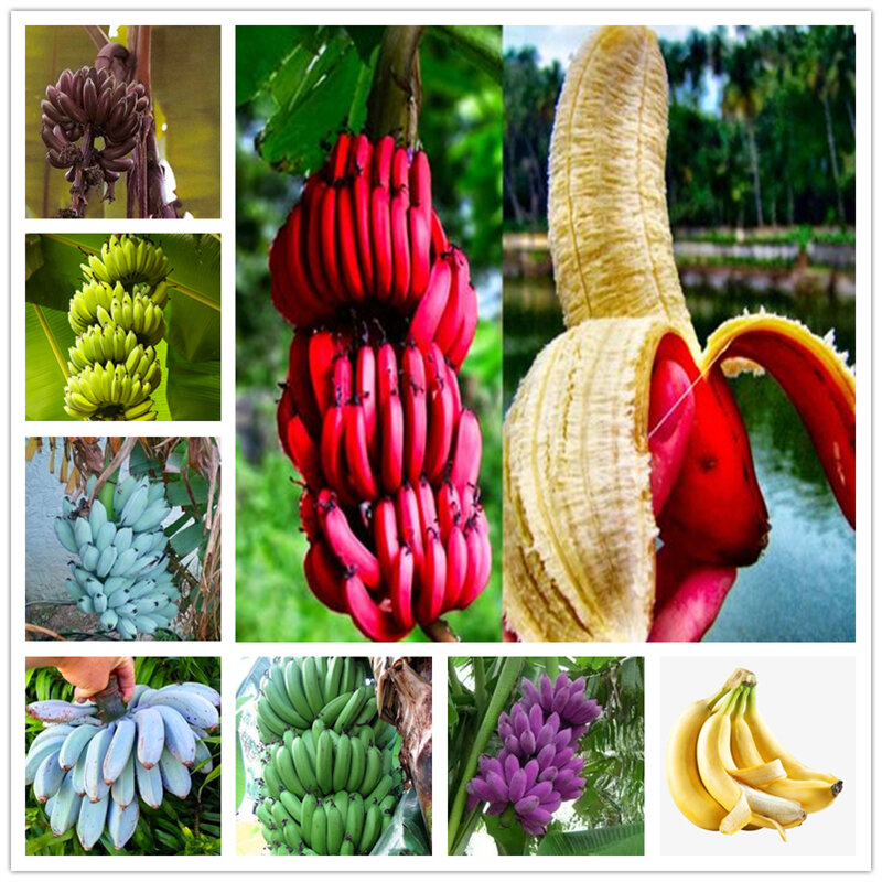 200Pcs Plant Garden Banana Seeds Potted Home Bathroom Cabinet Organic Colorful bananas Flower Wood Home Furniture SX-1