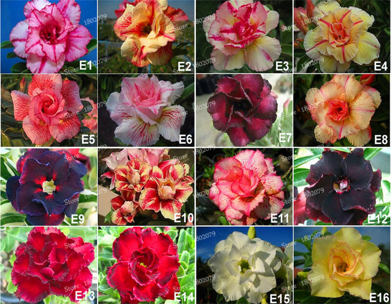 5 pces adenium obesum flor, pétalas duplas deserto rosa sementes de flores, 100 tipos misturados bonsai plantas perenes armários basthroom