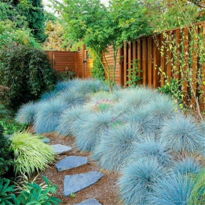 200 Pcs Blue Fescue Grass Plants,perennial Outdoor Blue Grass Bonsai Plants for Home Garden Bathroom Canbinets