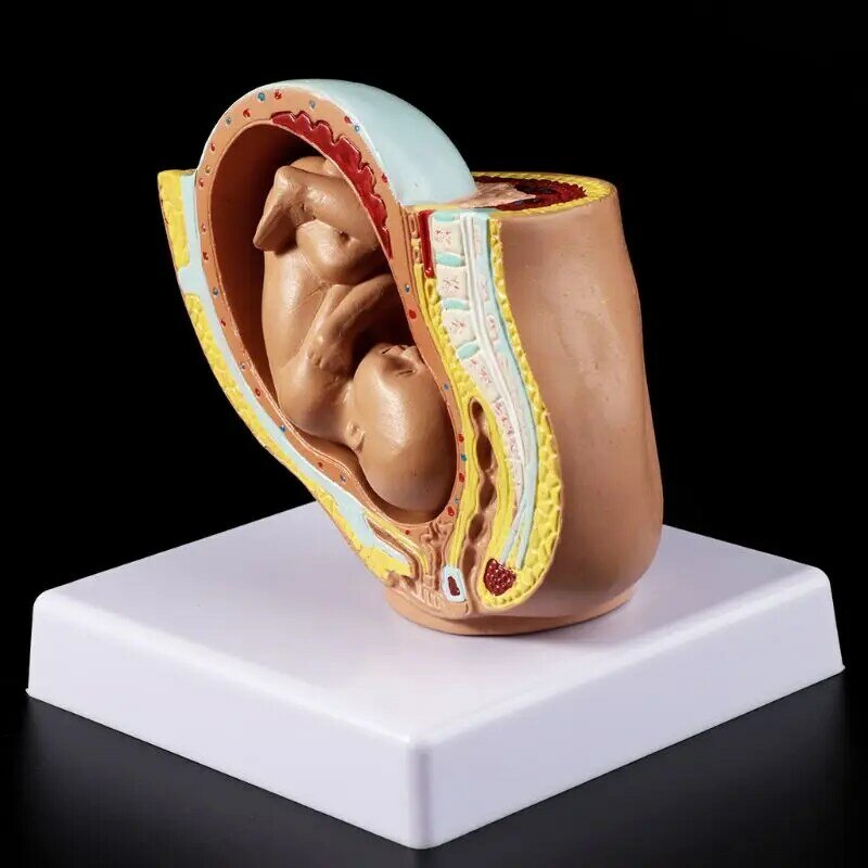 9th شهر الطفل الجنين الجنين الحمل الحمل البشري تطور الجنين نموذج طبي
