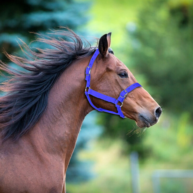 Cavalo cabeça colarinho ajustável equitação segurança cabresto cintos equipamentos equestres equitação equipamentos de corrida corda treinamento