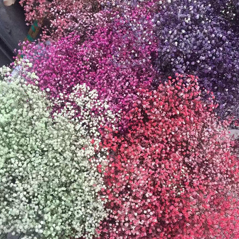 Bunga Pabrik Pasokan Langsung Produksi DIY Hadiah Bunga Abadi Menjaga Bunga Langit Berbintang Buket Bunga Kering Grosir