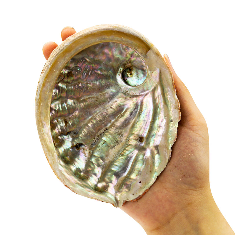 11-12CM naturalna masa perłowa muszle muszla Nautical Home akwarium dekoracyjne krajobraz DIY popielniczka mydelniczka kolekcje Craft