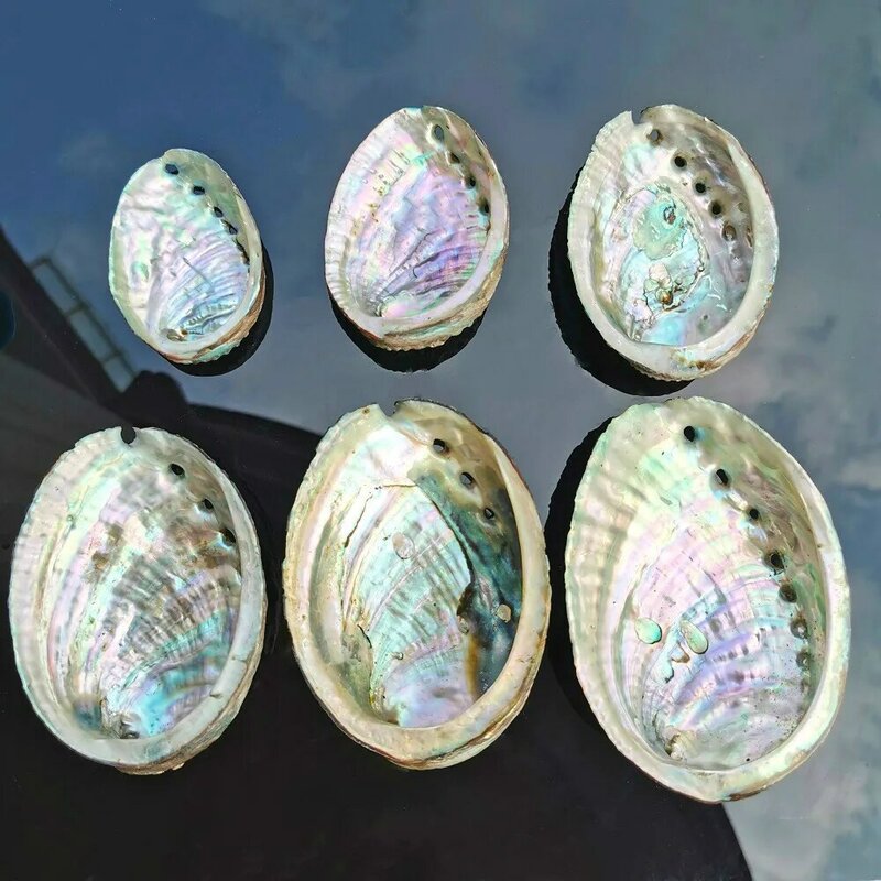 5 Sizes Abalone Shell Nautical Home Decor Seashell Beach Wedding Ocean Decor Jewelry DIY Soap Dish Holder Aquarium Landscape
