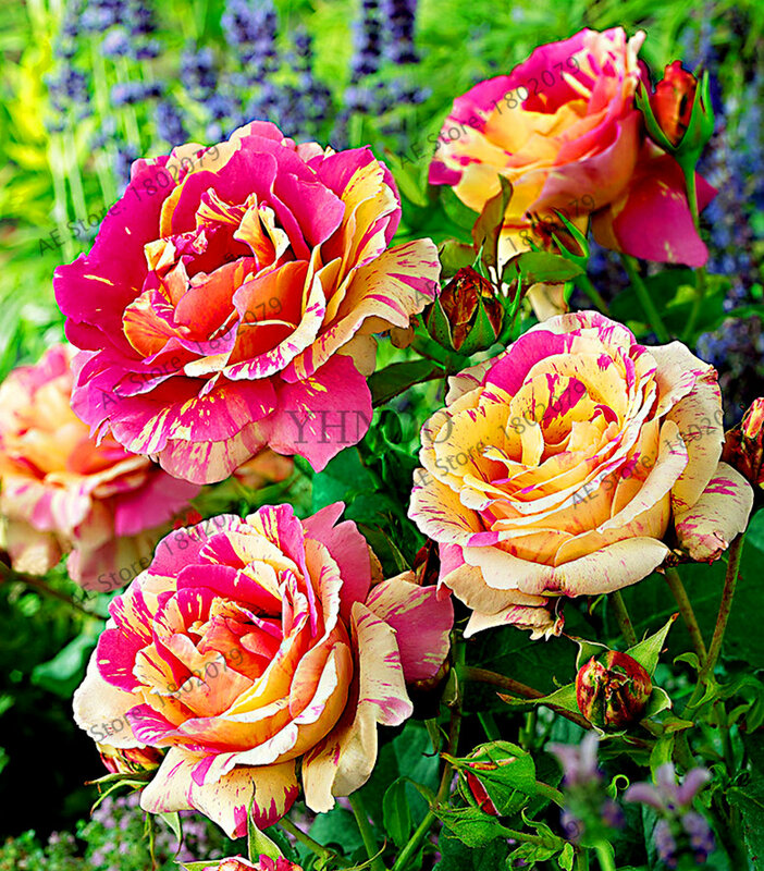 200 piezas de semillas de flores raras de arcoíris Holland, raya de caramelo, rosa, jardín de casa, planta de flores raras, semillas de rosas de arco iris de varios colores