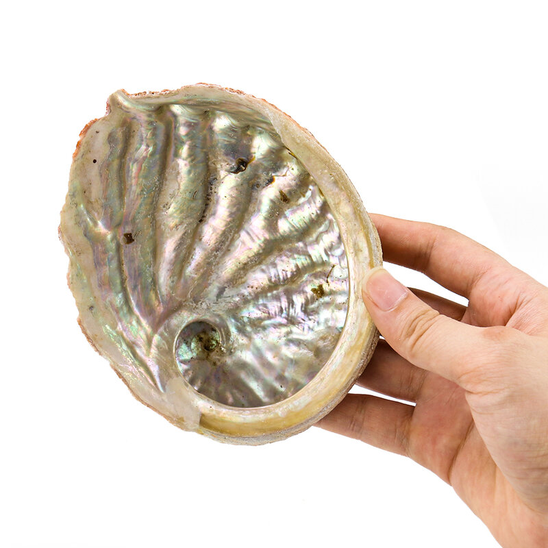 11-12CM Natural Abalone Shells Seashell Nautical Home Decoration Aquarium Landscape DIY Ashtray Soap Holder Collectibles Craft