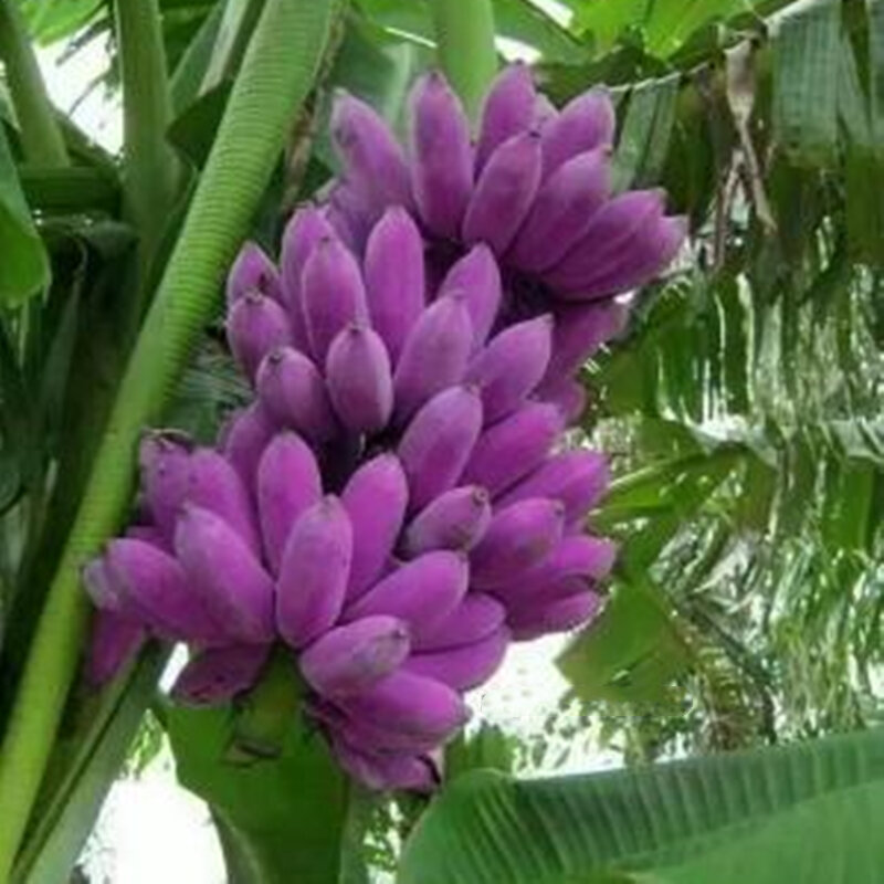 200Pcs pianta da giardino semi di Banana in vaso bagno di casa gabinetto organico colorato banane fiore mobili per la casa in legno SX-1