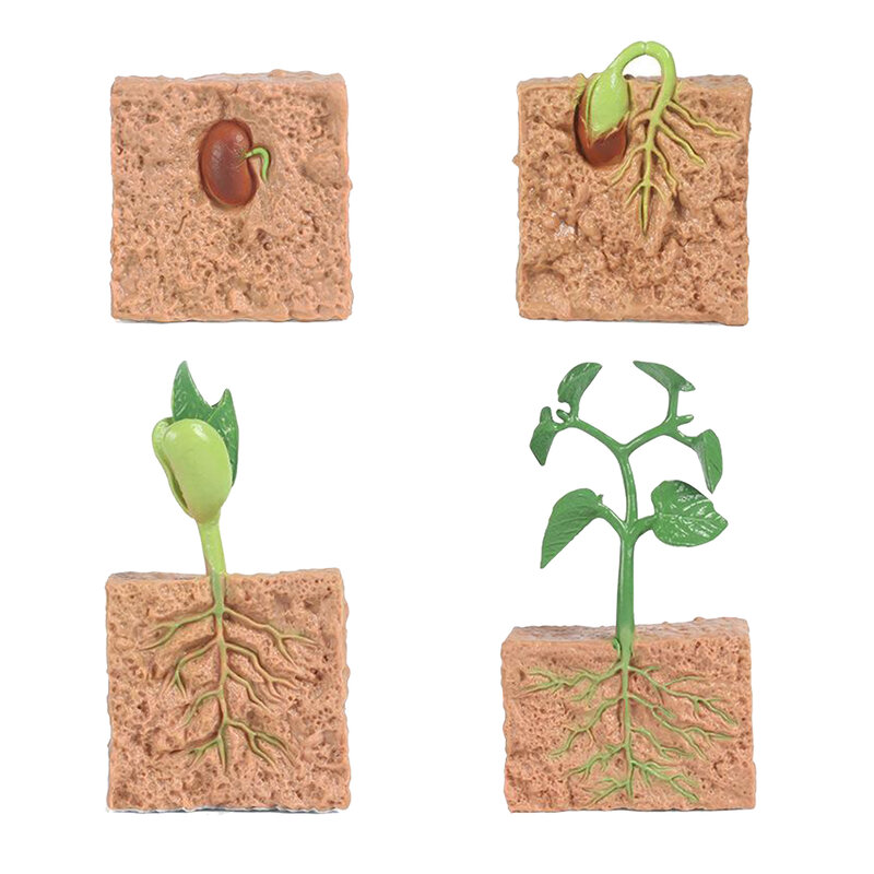 Bambini semi di piante crescita ciclo di vita Playset giocattoli cognitivi aiuti didattici giocattoli educativi novità regalo di compleanno