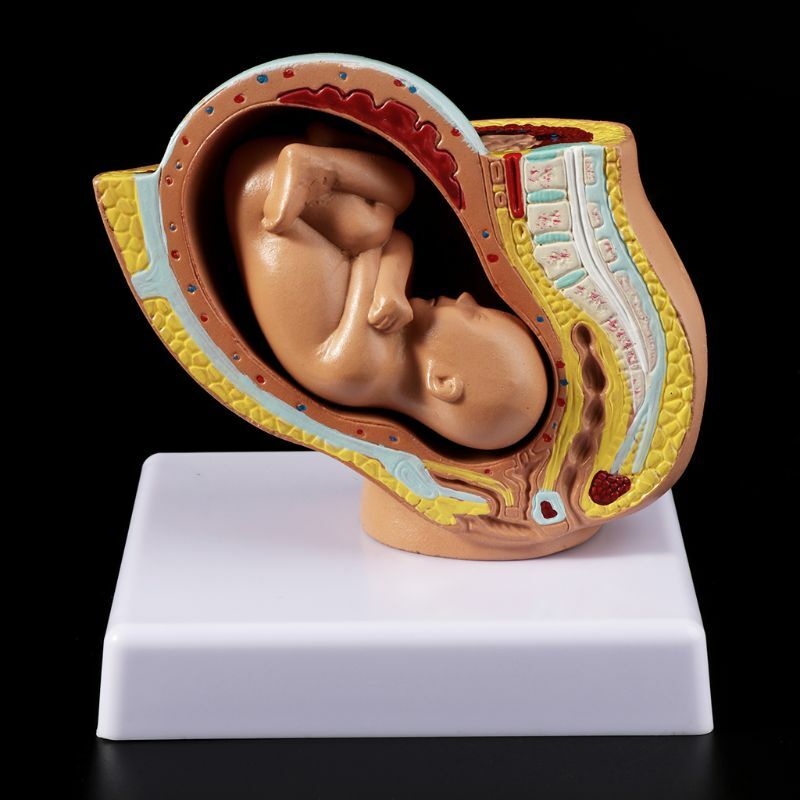 9 miesiąc dziecko płód płód ciąża ludzka ciąża rozwój płodu Model medyczny ludzki płód w łonie matki