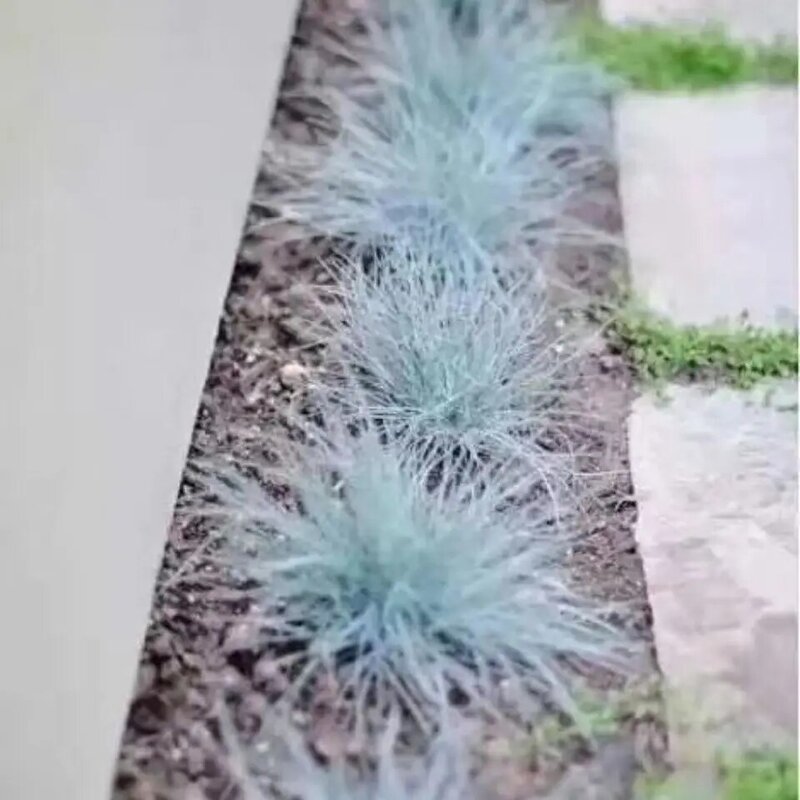 200 Pcs Blue Fescue Grass Plants,perennial Outdoor Blue Grass Bonsai Plants for Home Garden Bathroom Canbinets