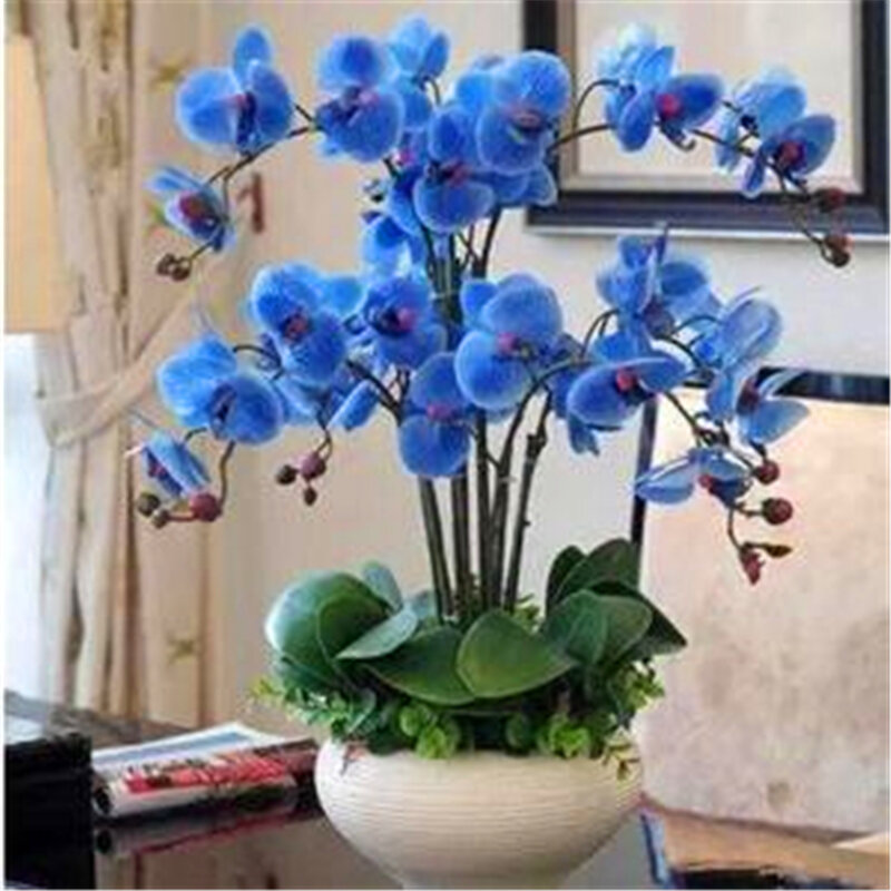 30Pcs Pflanze Bonsai Phalaenopsis Orchidee Samen Bunte Garten Home Möbel Seltene Schmetterling Orchidee Holz Bad Schrank LC7