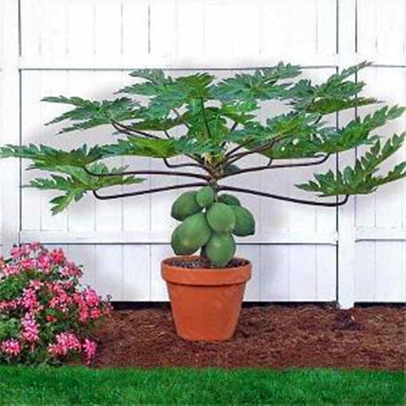 Mg-q-Semillas de Papaya verde para jardín, armario de baño casero con plantas fragantes, frutas, enanas, Hovey, 30 Uds.