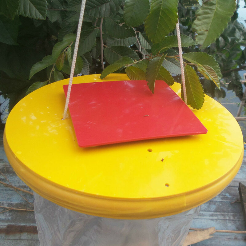 Piège à mouches drosophia rouge, décoration d'intérieur, attrapeur de mouches ultime, tueur d'insectes, Top 2021