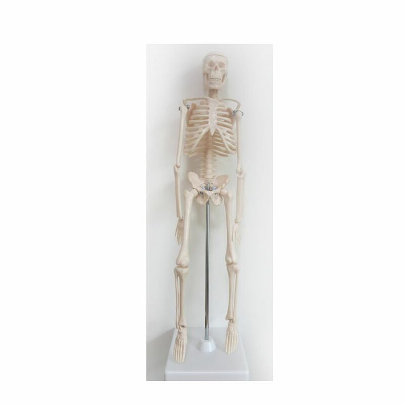 45 cm menschliches skelett modell Spezielle medizinische dekoration Familie personalized Halloween dekorative Figuren scheletro umano