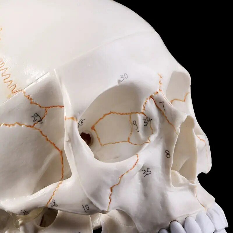 Levensgrote Menselijke Schedel Model Anatomie Anatomisch Medische Onderwijs Skelet Hoofd Studeren Onderwijs Levert