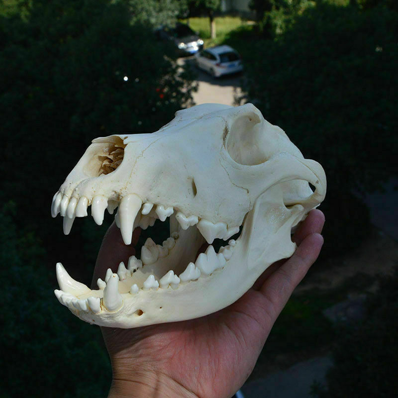 1 pçs real animal crânio espécime colecionáveis estudo incomum halloween
