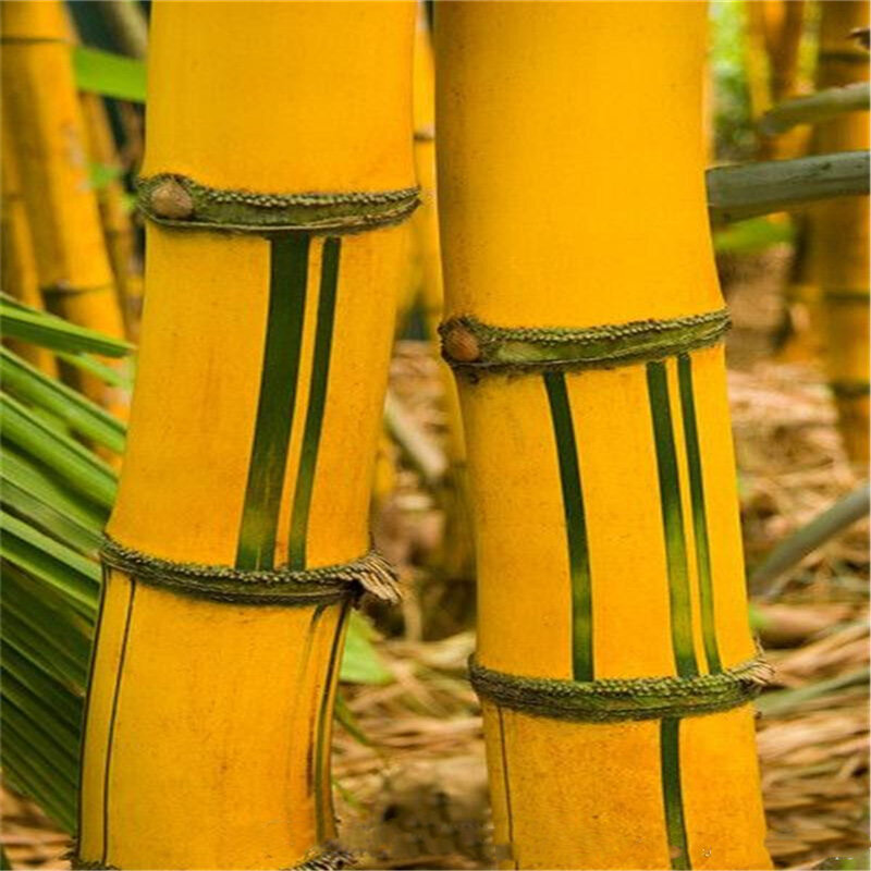 30Pcs Rare Giant Moso Bamboe Zaden Bloem Badkamermeubel Natuur Thuis Bambusa Lako Boom Meubels B6H-8