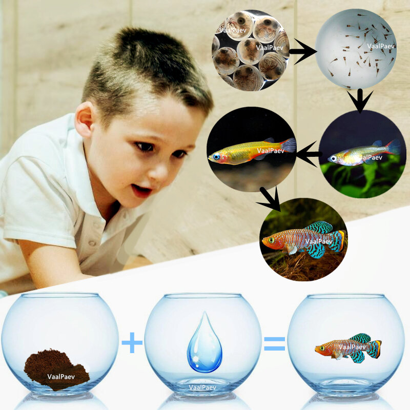Wachsen Magie Boden + Wasser = Fische Caviar Live Tank Summe Lampe Licht Viewer Killifish Eier boden Schlüpfen Erde Pet bildung Spielzeug