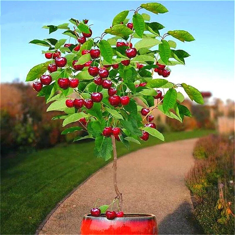 15 pçs mini pérola sementes de cereja doce vasos frutas armário do banheiro vegetais naturais planta jardim mobiliário para casa PTS-13