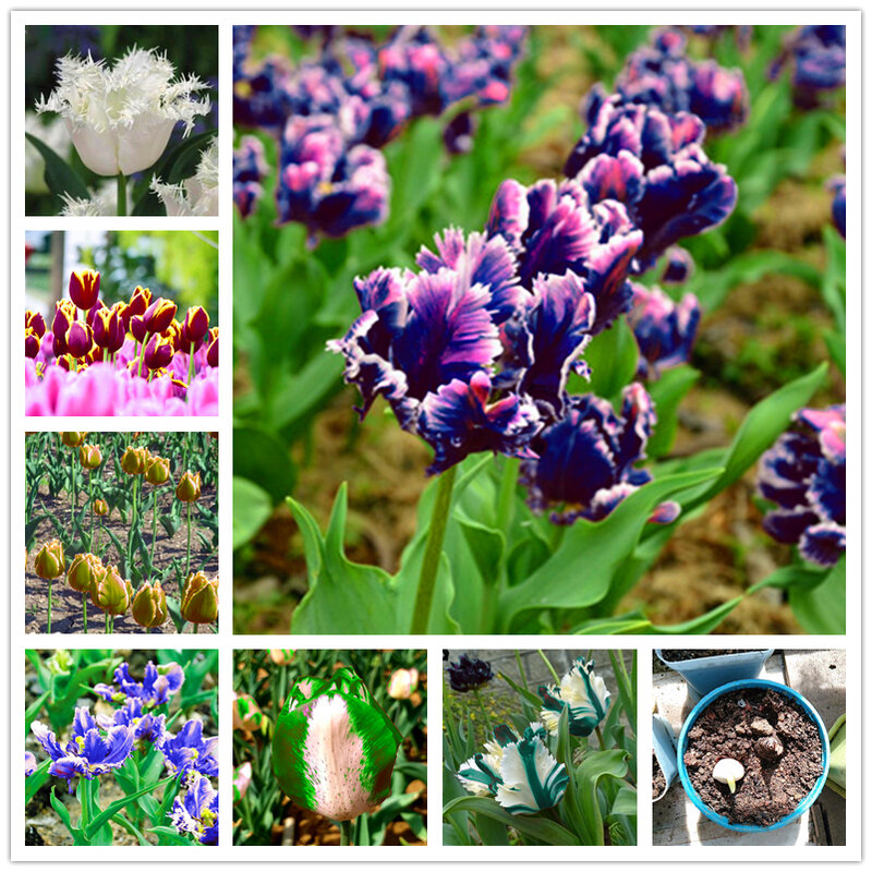 Graines de tulipes de perroquet colorées rares, 1 pièce, bulbes de plantes naturelles de jardin, parfum néerlandais de maison, fleur, armoire de salle de bain en bois XY2-T