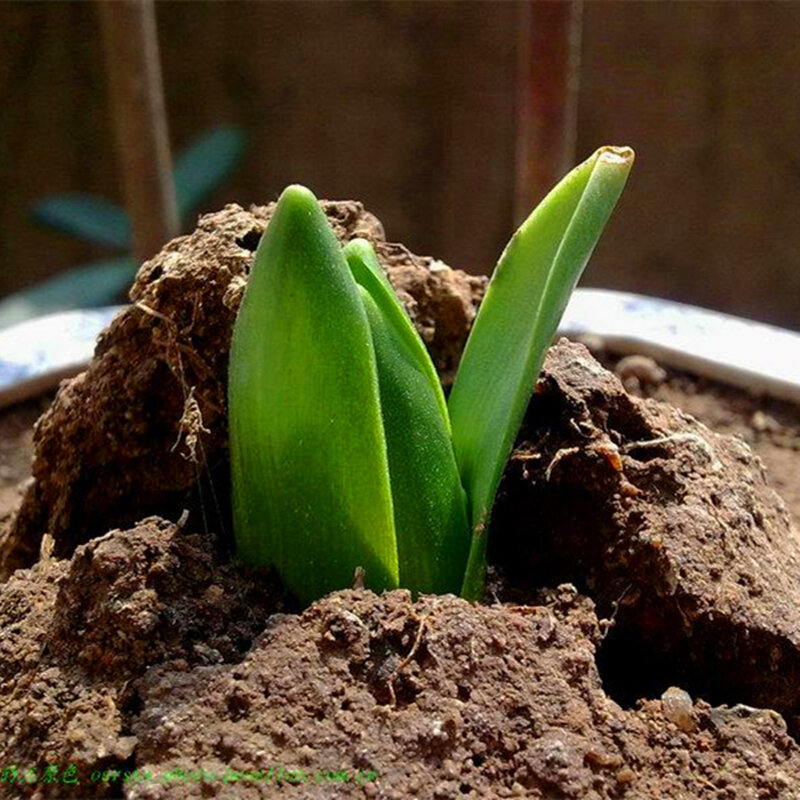 Lâmpadas de semente de hyacinto para casa e banheiro, 2 peças, planta de jardim perene colorida, flor de madeira, móveis para casa fz-l