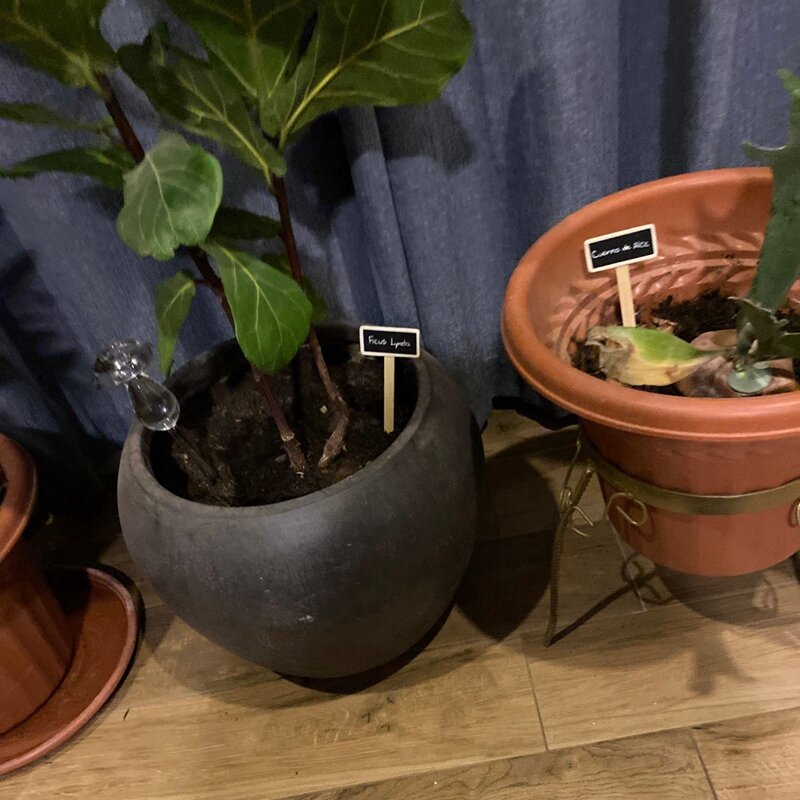 Mini marqueurs de plantes en bois, 40 pièces, tableau noir, signes de fleurs et plantes de jardin, étiquettes, outils de décoration de jardin
