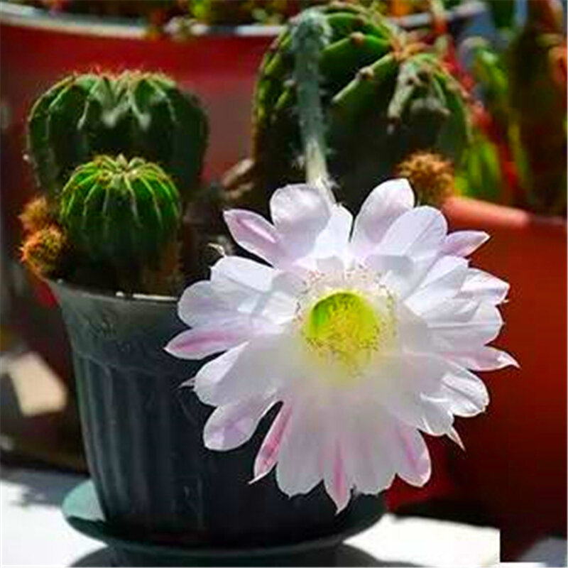 30Pcs pianta succulenta semi di Cactus rari giardino bagno armadietto colorato fico fiore mobili per la casa in legno WG-P