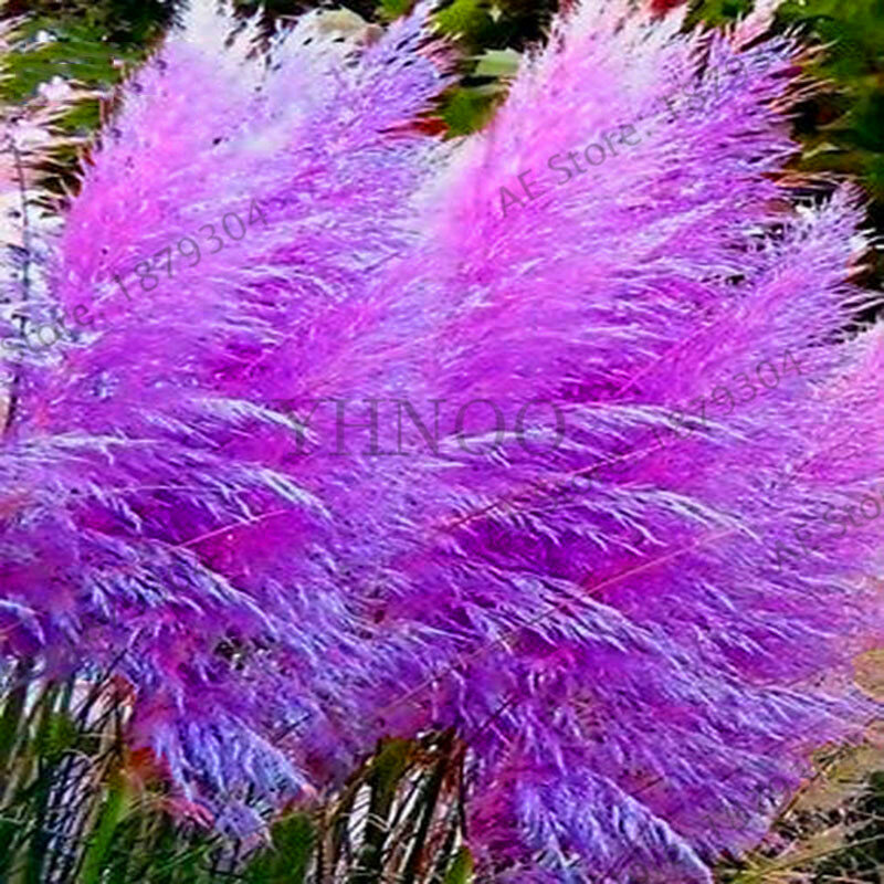 200 шт., искусственные семена фиолетовой пампасной травы, Редкие декоративные травы, цветочные растения для дома, сада, ванной комнаты